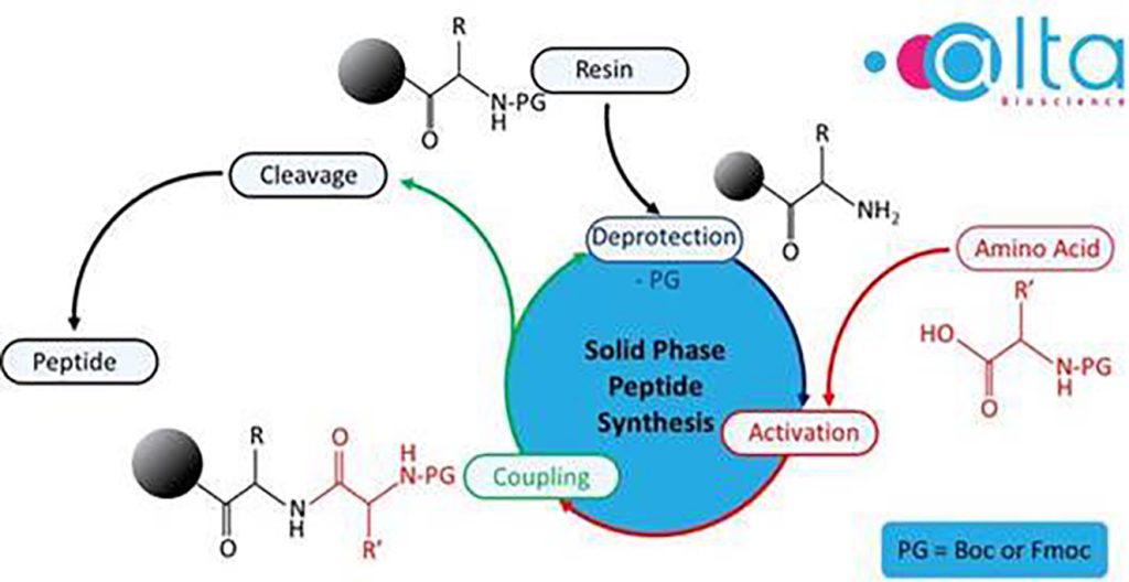 Solid phase peptide synthesis diagram