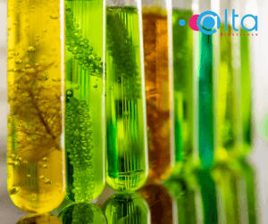 Four Alternative Protein Sources for Animal Feed | AltaBioscience