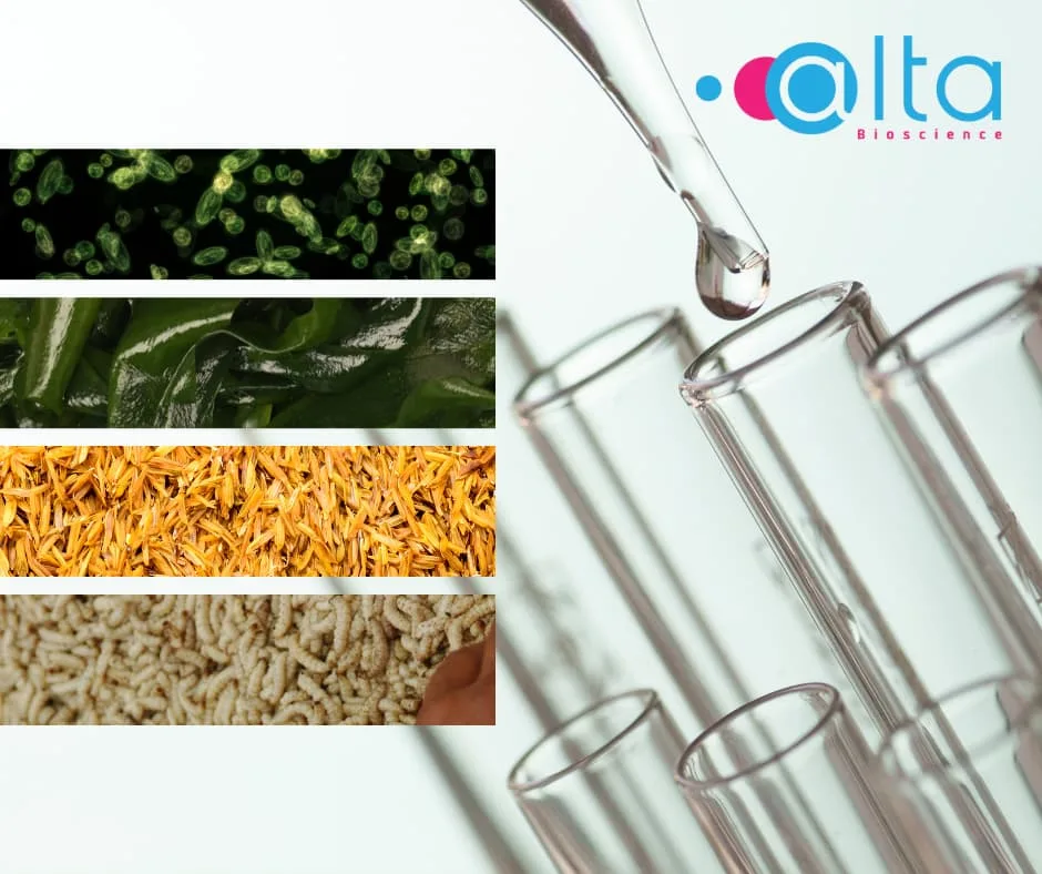 Four Alternative Protein Sources for Animal Feed