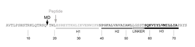 Synthetic peptide M sequence showing helical regions and peptide truncation