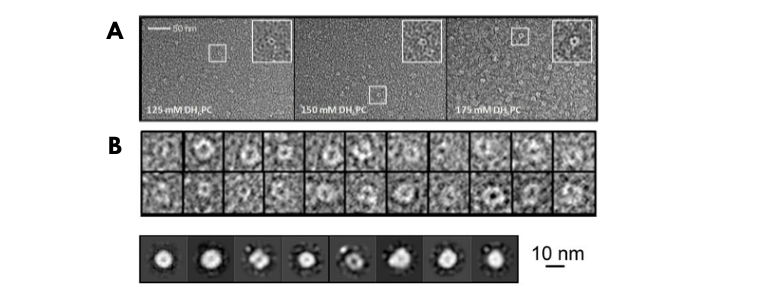 Visualisation of M synthetic peptide with increasing concentrations of detergent.