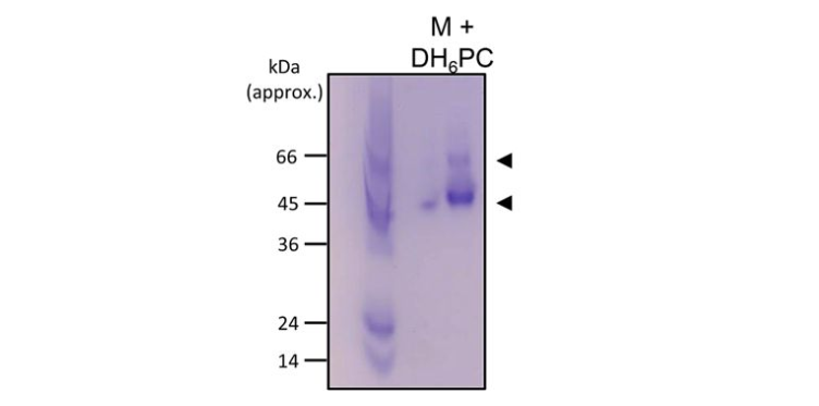 Native polyacrylamide gel electrophoresis (PAGE) of M synthetic peptide (5μg) reconstituted in DH6PC (300mM).