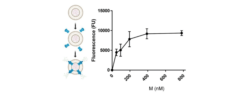 Titration of Dimethyl Sulphoxide (DMSO)-reconstituted M peptide in endpoint liposome carboxyfluorescein (CF) release assay. Graph represents a single biological repeat representative of at least three others, comprising triplicate technical repeats at each concentration. Error bars show standard deviation.