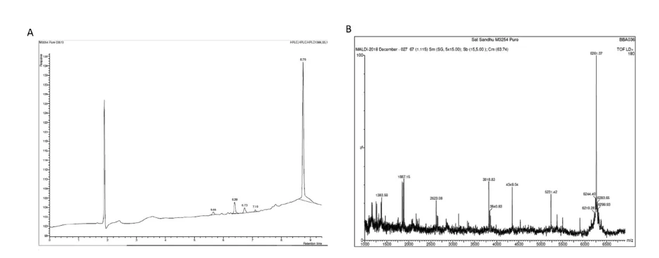 Example of High Performance Liquid Chromatography (HPLC) (A) and mass spectrometry analysis (B) of synthetic M peptides.