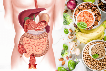 Protein Digestibility