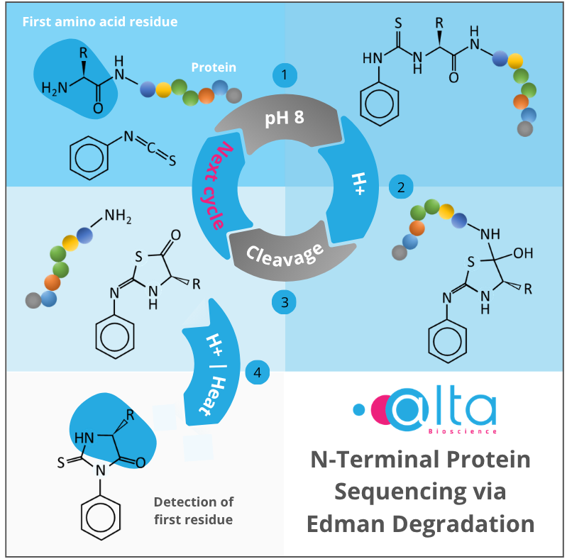 Protein sequencing via Edman Degradation Reactions and Mechanism