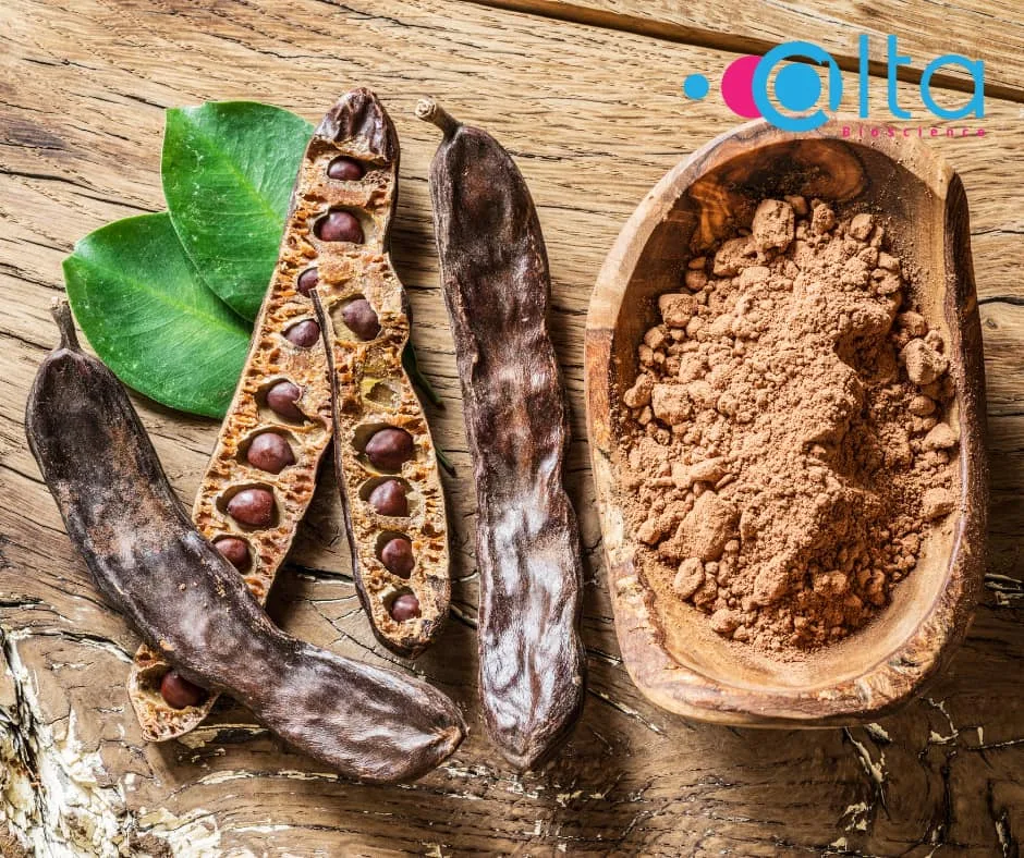 Alternative chocolate and cocoa Fava beans for alternative cocoa and plant-based alternative chocolate; Roasting the beans allows cocoa flavours to develop.