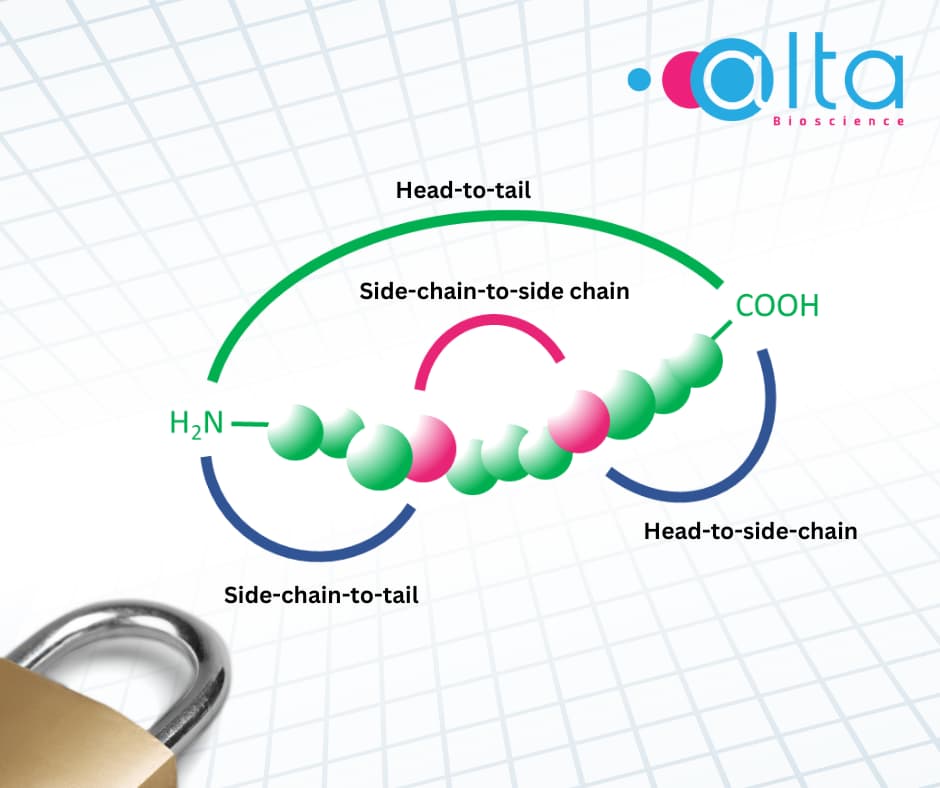 Cyclic peptides: Examples, Synthesis and Applications